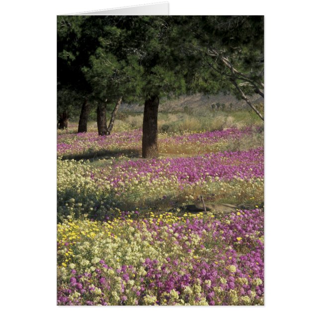 EE. UU., Texas, Verbena de arena y Primrose de ojo (Frente)