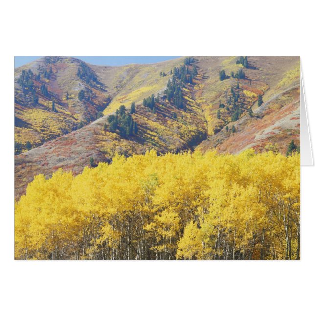 EE. UU., Utah, Bosque Nacional Wasatch-Cache, (Anverso (Horizontal))