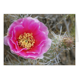 EE. UU., Utah, Parque Nacional Canyonlands, Tuna e