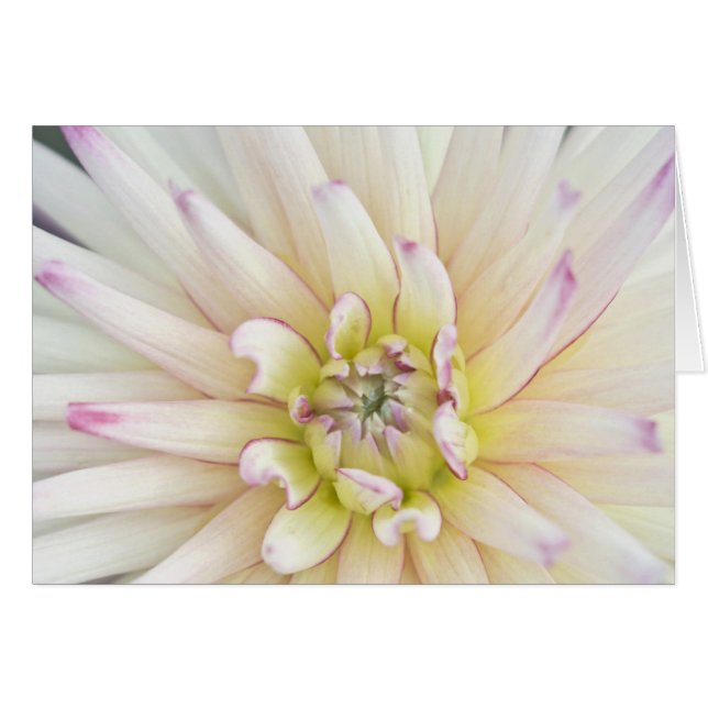 EE.UU., Washington, Bellevue, Botánica Bellevue 2 (Anverso (Horizontal))