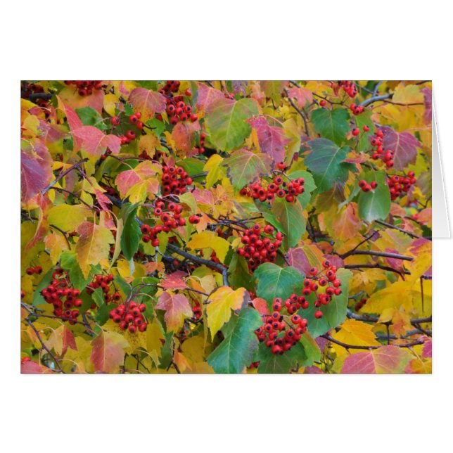 EE.UU., Washington, Condado de Spokane, Hawthorn L (Anverso (Horizontal))