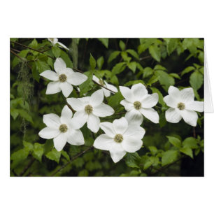 EE. UU., Washington, Cornejo del Pacífico, Cornus