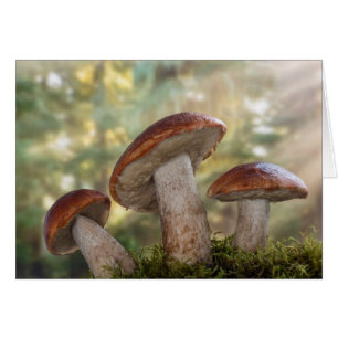 EE. UU., Washington, Seabeck. Leccinum Insigne