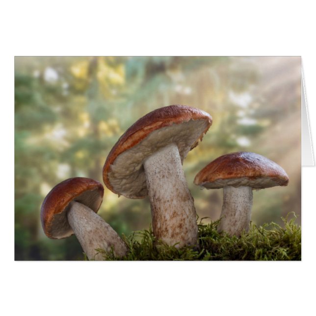 EE. UU., Washington, Seabeck. Leccinum Insigne (Anverso (Horizontal))