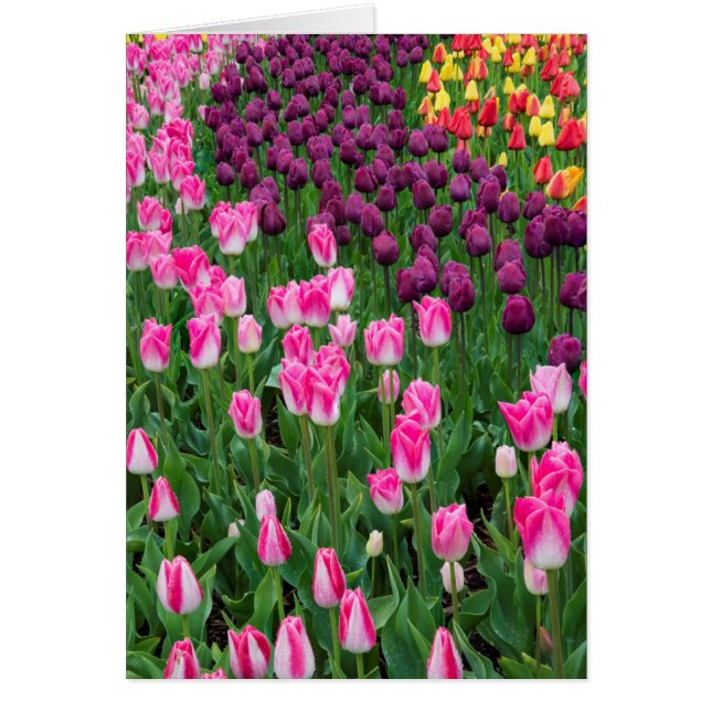 EE. UU., Washington. Tulipanes en flor (Frente)