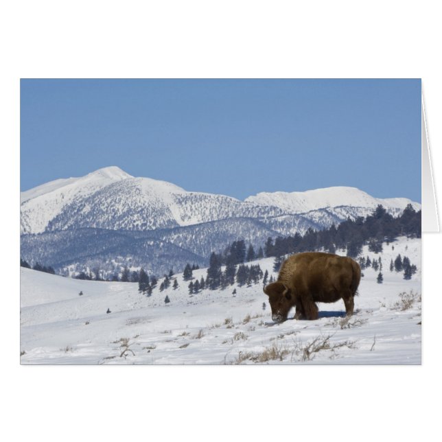 EE. UU., WY, Parque Nacional Yellowstone, Bisonte  (Anverso (Horizontal))