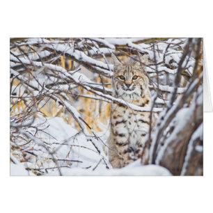 EE.UU., Wyoming, Bobcat