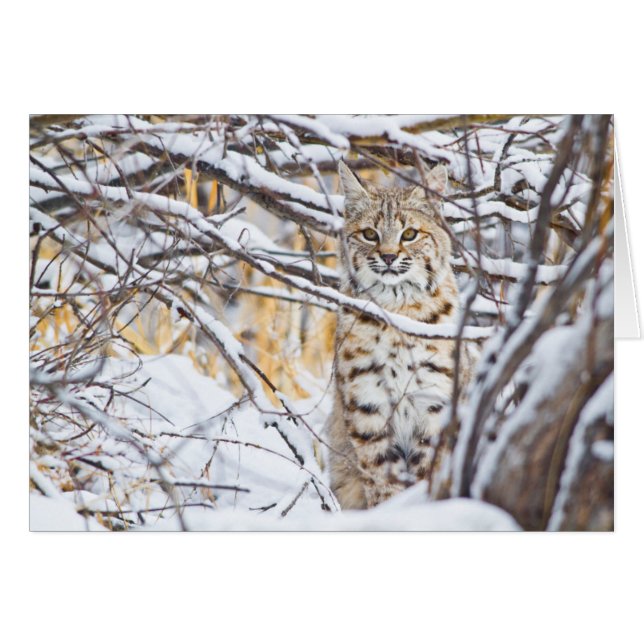 EE.UU., Wyoming, Bobcat (Anverso (Horizontal))