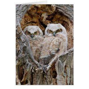 EE. UU., Wyoming, Parque Nacional Grand Teton