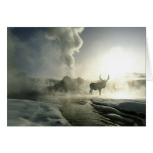 EE. UU., Wyoming, Parque Nacional Yellowstone. Ama