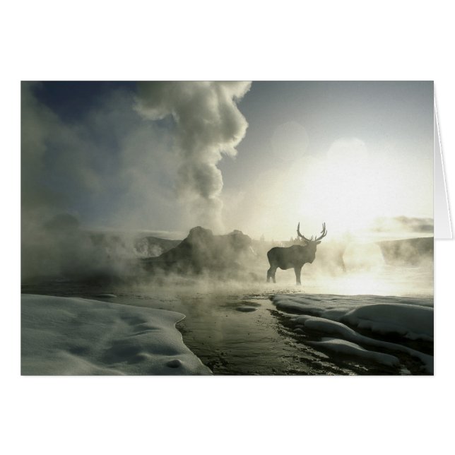 EE. UU., Wyoming, Parque Nacional Yellowstone. Ama (Anverso (Horizontal))