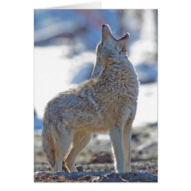 EE. UU., Wyoming, Parque Nacional Yellowstone, Coy (Frente)