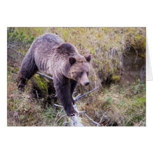 EE. UU., Wyoming, Parque Nacional Yellowstone, Gri