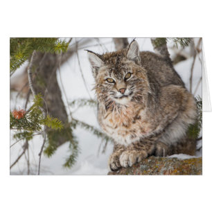 EE. UU., Wyoming, Parque Nacional Yellowstone, Lin