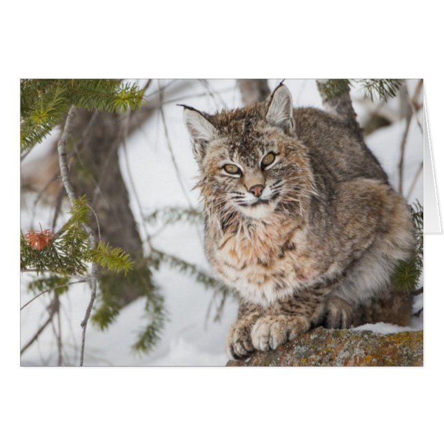 EE. UU., Wyoming, Parque Nacional Yellowstone, Lin (Anverso (Horizontal))