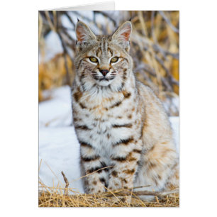 EE. UU., Wyoming, Retrato de Lince rojo