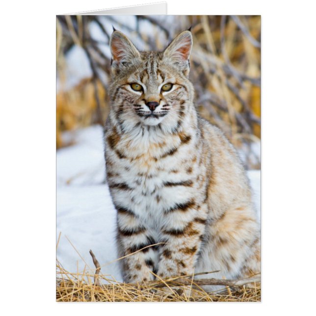 EE. UU., Wyoming, Retrato de Lince rojo (Frente)