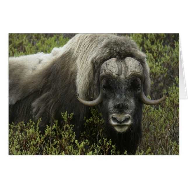 EEUU, Alaska, Nome. Cierre del buey almizclero (Anverso (Horizontal))