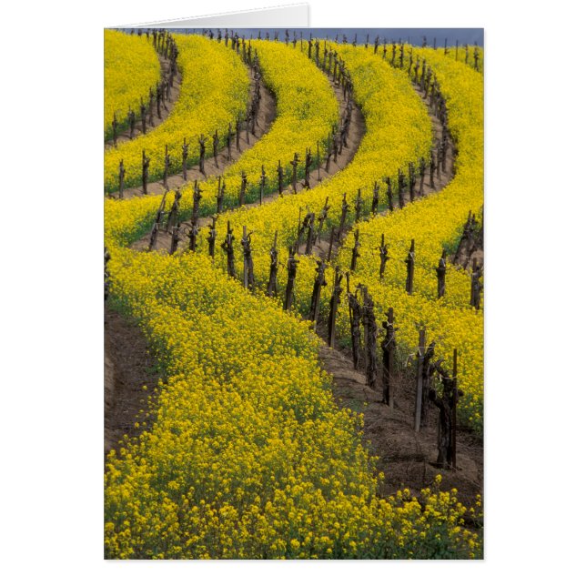 EEUU, California, Valle Napa, Los Carneros Ava. (Frente)