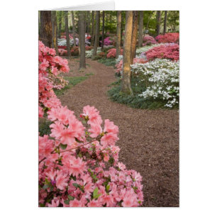 EEUU, Georgia, Montaña Pina. Un camino a través de