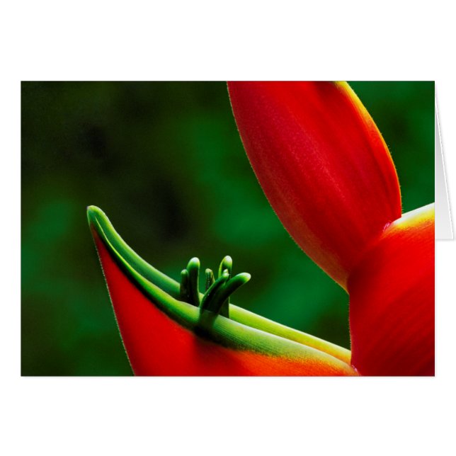EEUU, Hawaii, Hilo. Heliconia (Anverso (Horizontal))