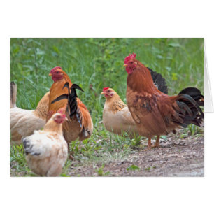 EEUU, Nebraska. Pollos