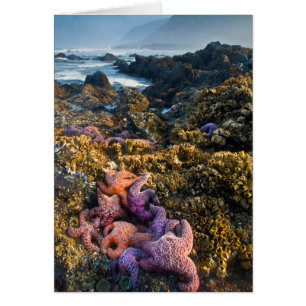 EEUU, Oregón. Estrellas de pez estrella y de mar