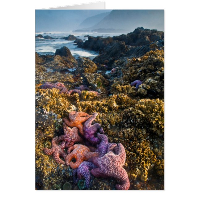 EEUU, Oregón. Estrellas de pez estrella y de mar (Frente)