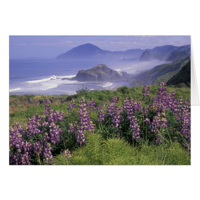 EEUU, Oregón, Playa Nesika. Lupine y Oregon (Anverso (Horizontal))