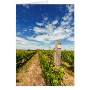 EEUU, Washington, Walla Walla. Cabernet Sauvignon