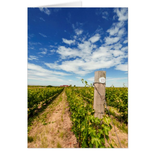 EEUU, Washington, Walla Walla. Cabernet Sauvignon (Frente)