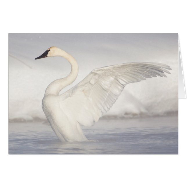 EEUU, Wyoming, Trumpeter Swan estira alas (Anverso (Horizontal))