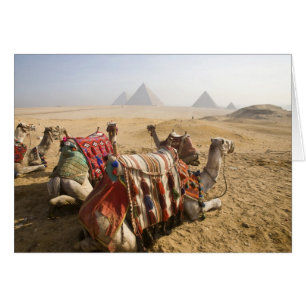 Egipto, El Cairo. Camellos descansando