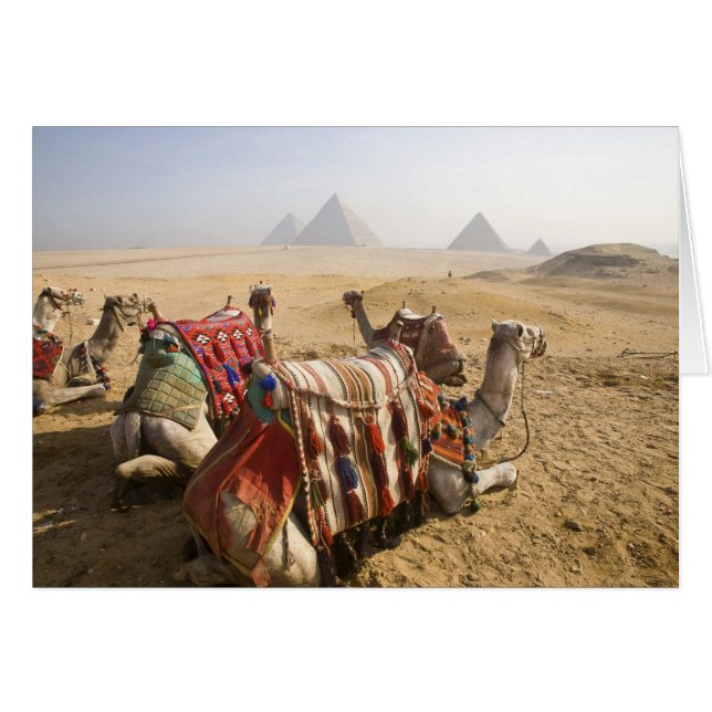 Egipto, El Cairo. Camellos descansando (Anverso (Horizontal))