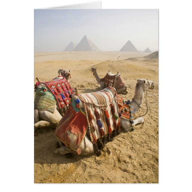 Egipto, El Cairo. Camellos descansando (Frente)