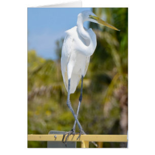 Egret