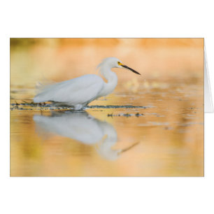 Egret cuando el sol se pone