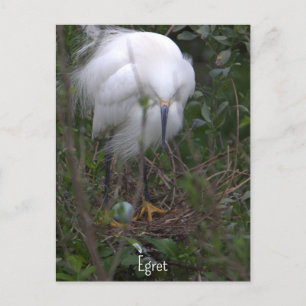 Egret de nieve con postal de huevo
