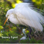Egret de nieve con rompecabezas de bebé<br><div class="desc">Egret de nieve con rompecabezas de bebé</div>