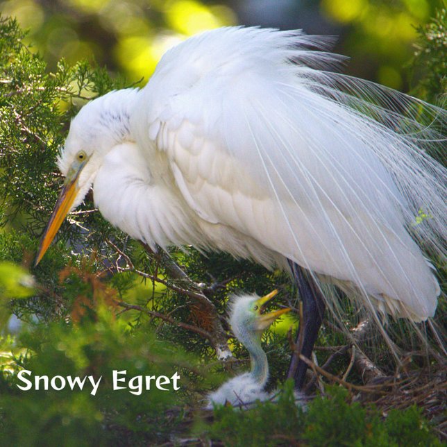 Egret de nieve con rompecabezas de bebé (Subido por el creador)