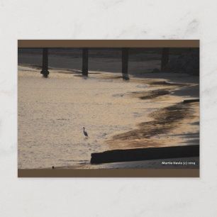 Egret en la costa II Postal Blue Beach Song™