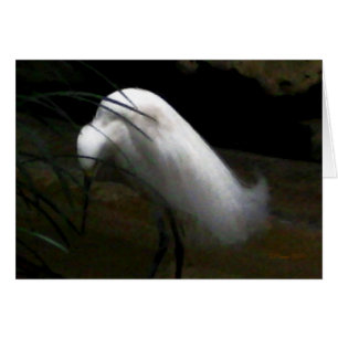 Egret nevado