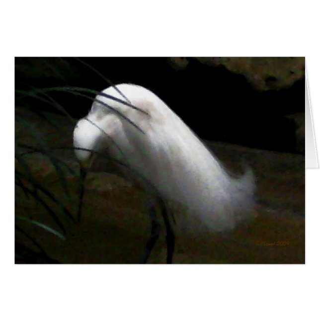 Egret nevado (Anverso (Horizontal))