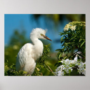 Egret nevado con las flores impresión o poster