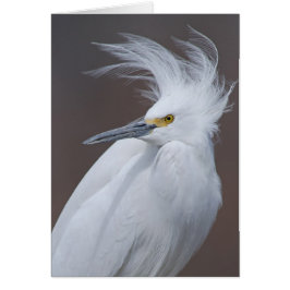 Egret nevado (thula del Egretta)