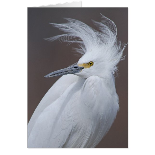 Egret nevado (thula del Egretta) (Frente)