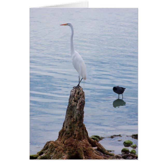 Egret Perch (Frente)