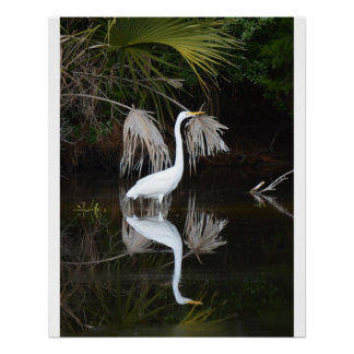 Egret & Reflection Photo Glossy Poster