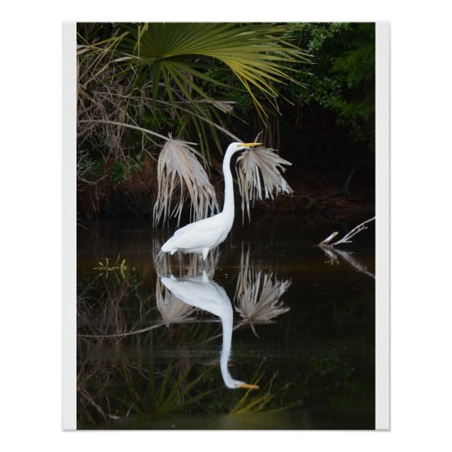 Egret & Reflection Photo Glossy Poster (Anverso)