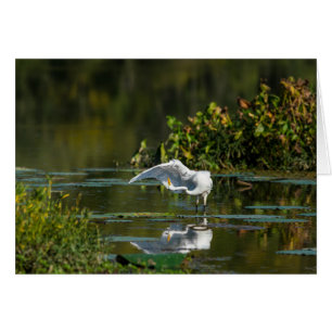 Egret Wing Exam